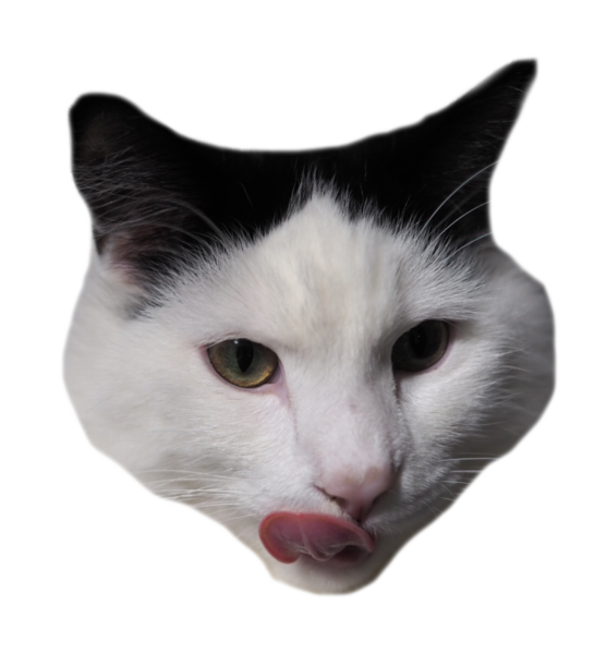 Photo of a cat's face