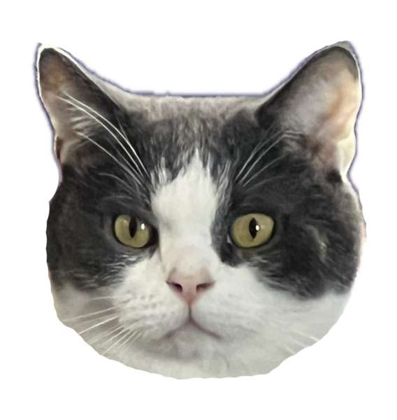 Photo of a cat's face